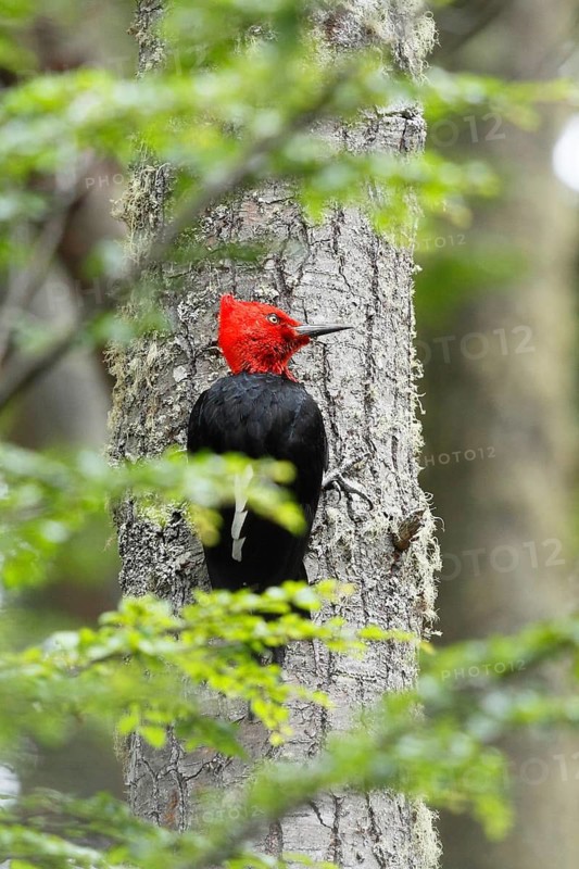 Magellanic Woodpecker (Campephilus magellanicus)