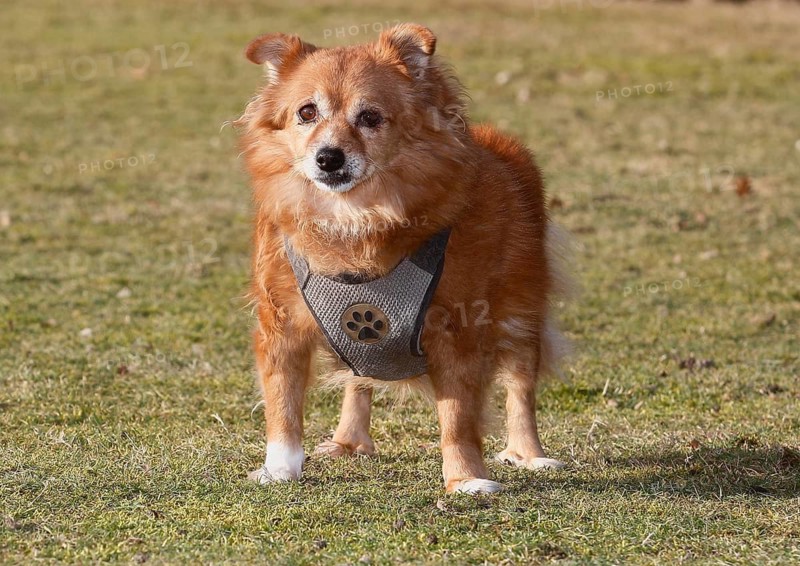 Chihuahua-Spitz crossbreed (Canis lupus familiaris), standing from the front on the meadow, North Rhine-Westphalia, Germany