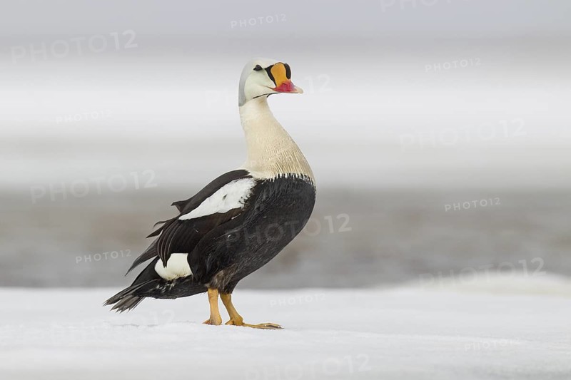 King Eider (Somateria spectabilis) male, Alaska, USA