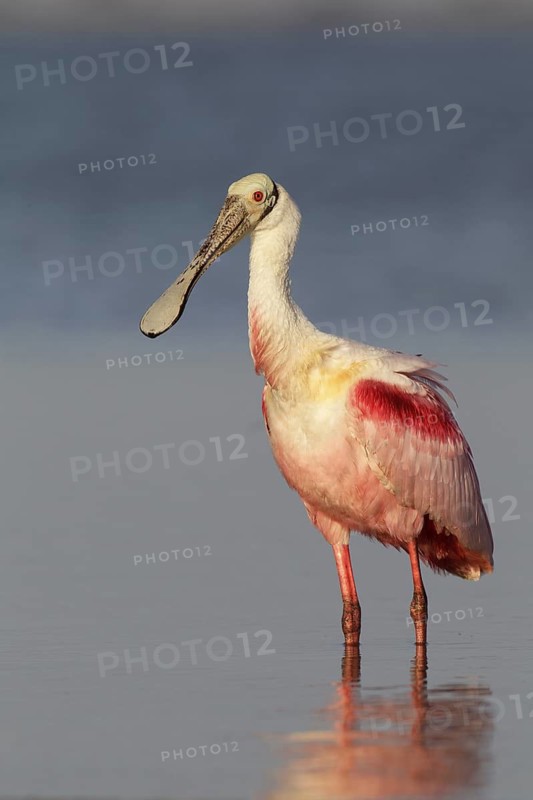 Roseate Spoonbill (Platalea ajaja), Florida, USA