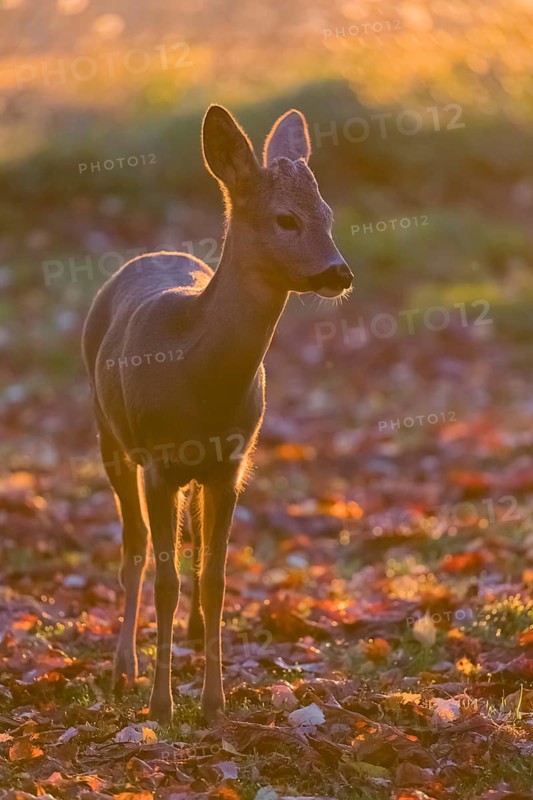 One female Roe Deer, (Capreolus capreolus), stands on a meadow in strong backlight