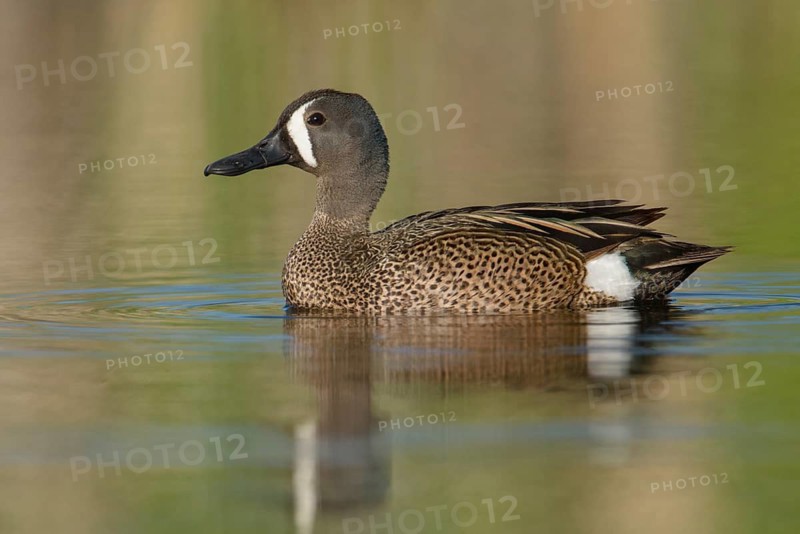 Blue-winged Teal (Spatula discors) male, Texas, USA