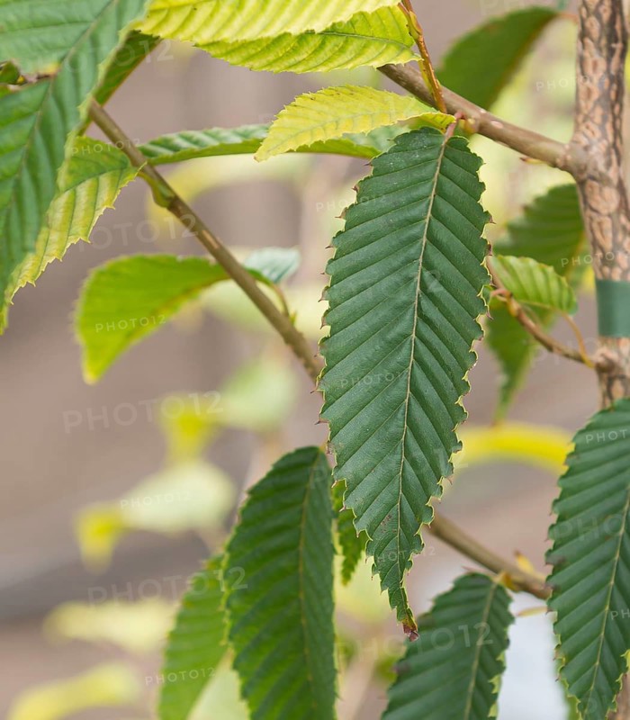 Zelkova carpinifolia (Zelkova carpinifolia), LVG Erfurt, Germany