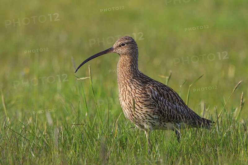 Eurasian Curlew (Numenius arquata), North Rhine-Westpalia, Germany
