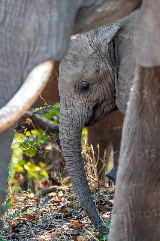 African elephant (Loxodonta africana), young animal among other elephants, Kruger National Park, South Africa