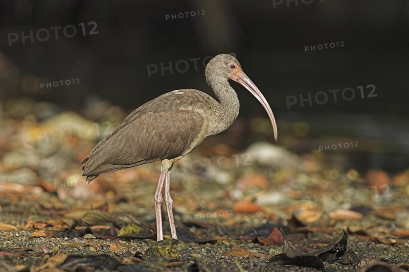 American White Ibis (Eudocimus albus) juvenile, Costa Rica
