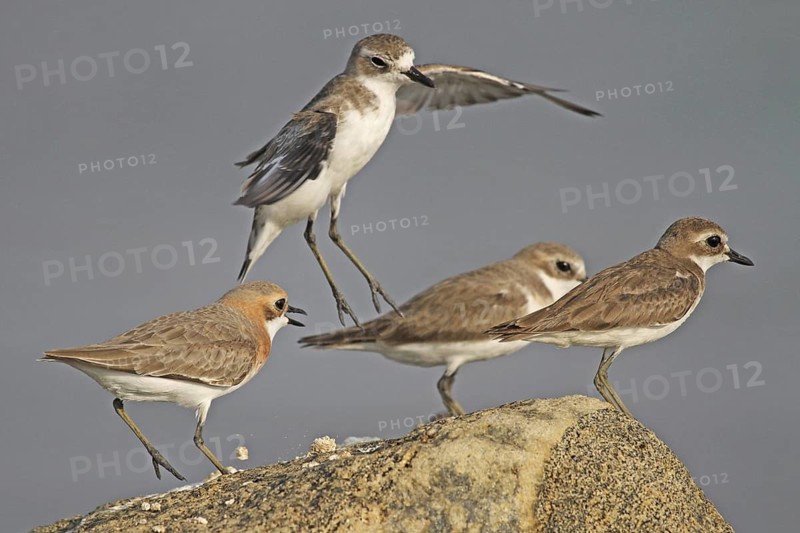 Lesser Sand Plover (Charadrius mongolus), Negombo, Sri Lanka