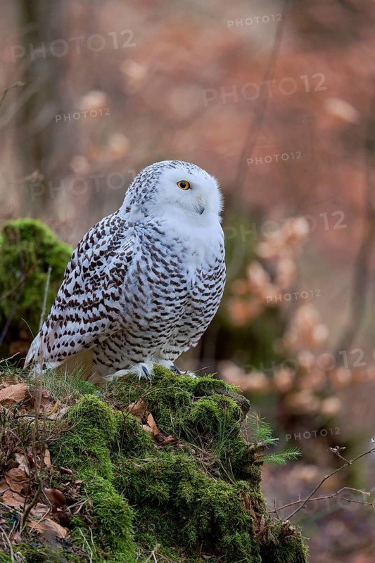 Snowy owl (Bubo scandiacus) captive, Czech Republic