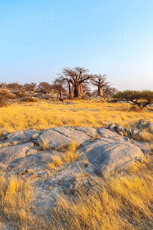 African baobab or baobab tree (Adansonia digitata), several trees at sunrise, Kubu Island (Lekubu), Sowa Pan, Makgadikgadi salt pans, Botswana