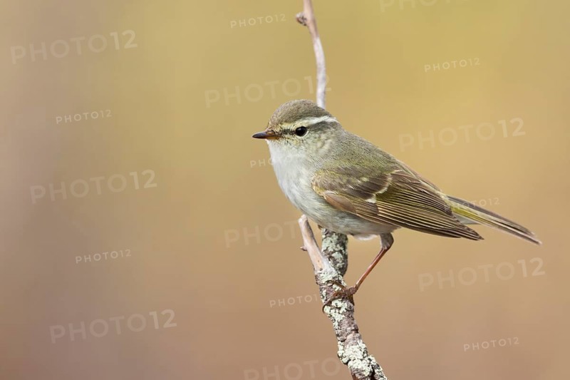 Yellow-browed Warbler - Gelbbrauen-Laubsänger - Phylloscopus inornatus, Russia (Ural)