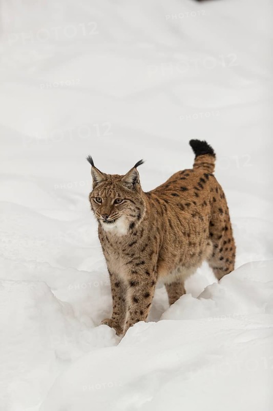 One Eurasian lynx, (Lynx lynx), walking over a snow covered opening in a forest