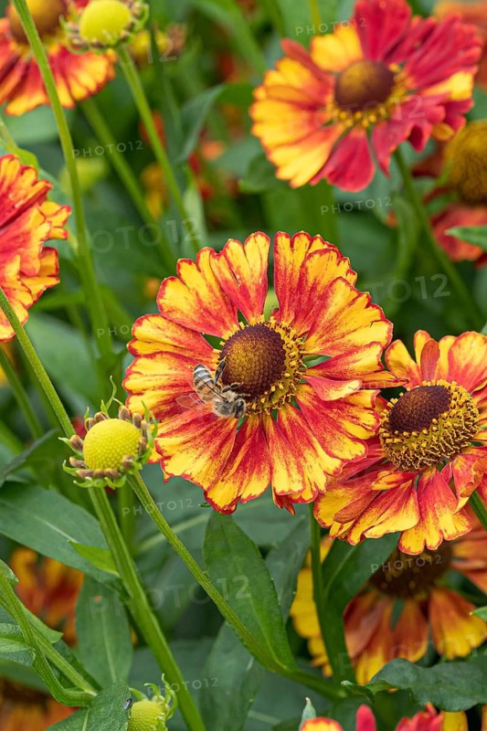 Sunflower (Helenium 'Vicky'), RHS Garden Bridgewater, Great Britain