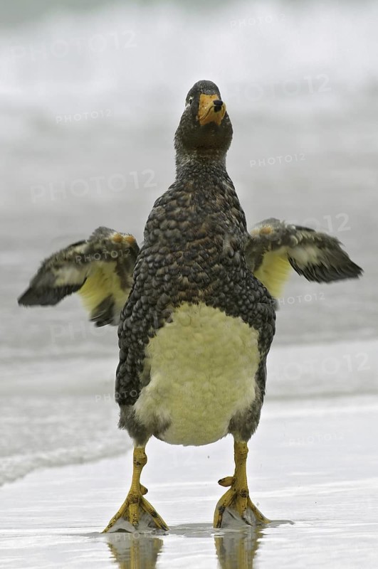 Flying Steamer Duck (Tachyeres patachonicus), Falkland Islands