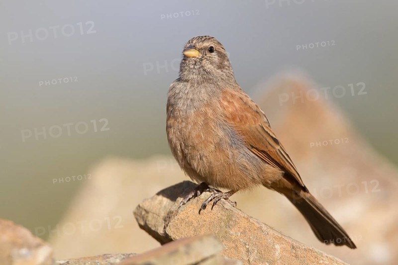 House Bunting (Emberiza sahari) female, Morocco