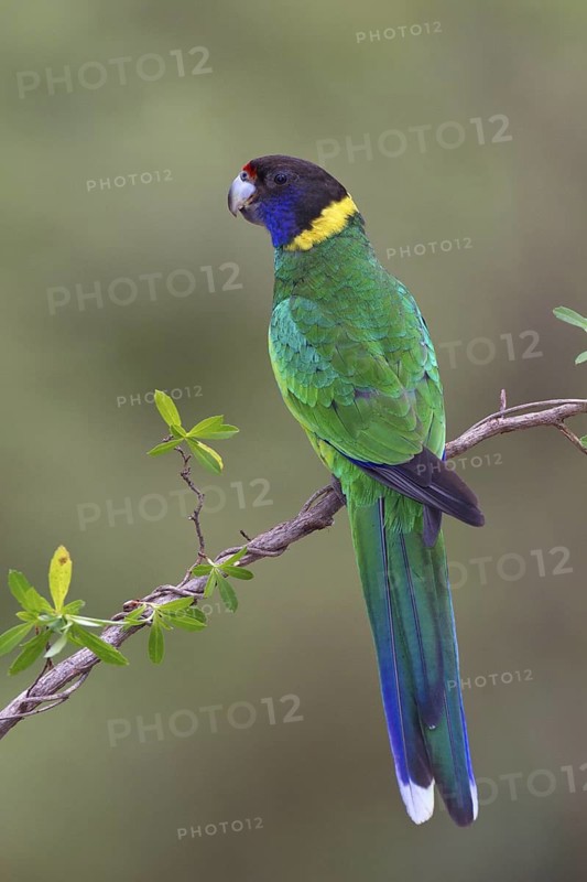 Twenty-eight Parrot (Barnardius zonarius semitorquatus), Western Australia, Australia