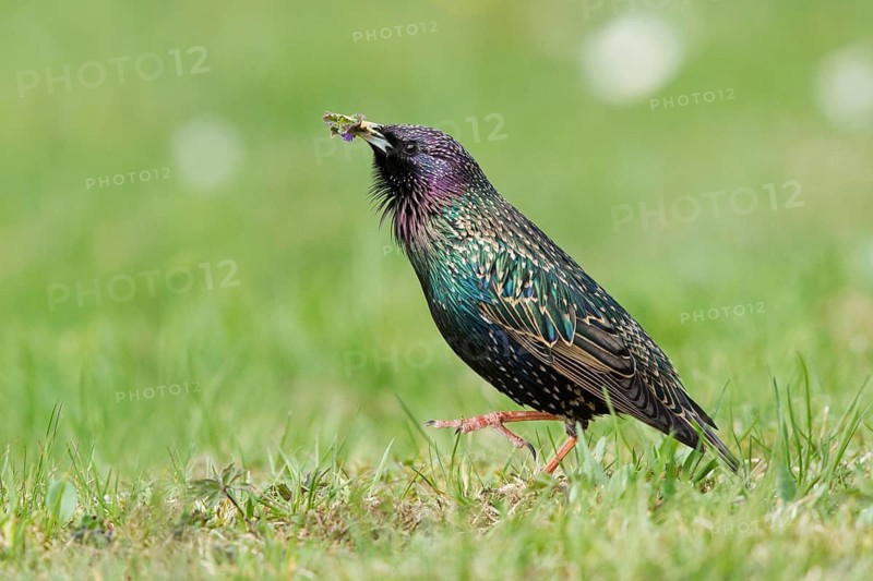 Common Starling (Sturnus vulgaris) male with food gift in beak for female, Bavaria, Germany