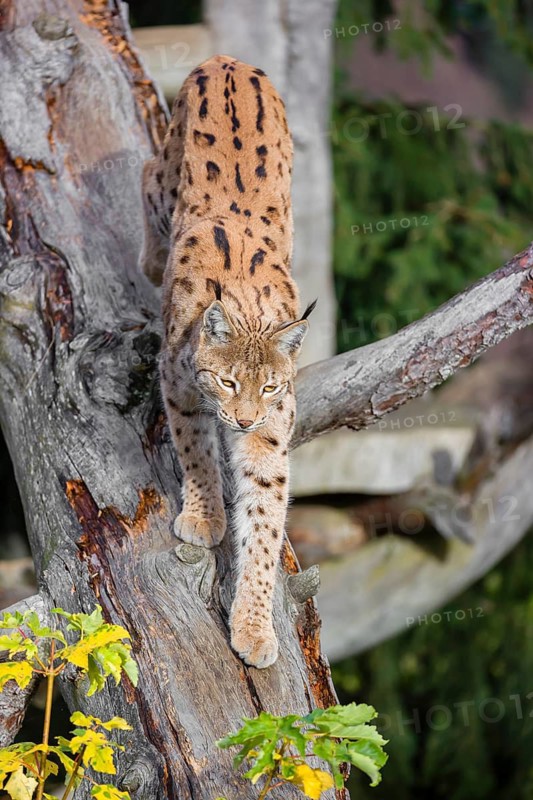 A Eurasian lynx (Lynx lynx) runs down a dead tree lying at an angle, framed by leaves in autumn colors