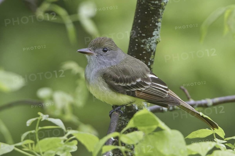 Great Crested Flycatcher (Myiarchus crinitus), Manitoba, Canada