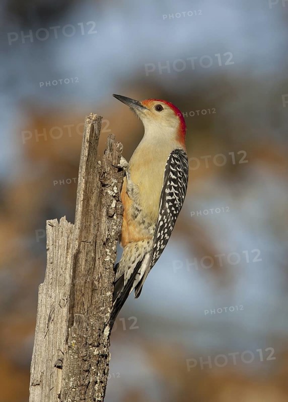 Red-bellied Woodpecker (Melanerpes carolinus), Ohio, USA