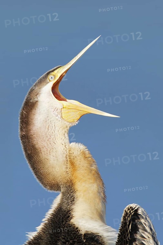 Australasian Darter (Anhinga novaehollandiae), Victoria, Australia