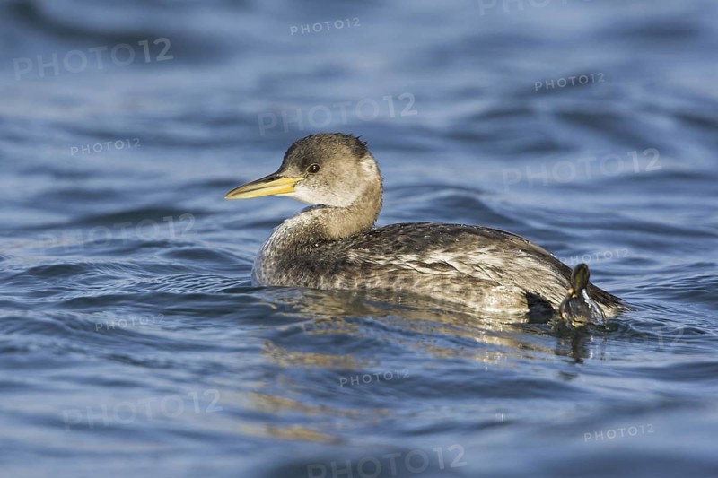 Red-necked Grebe (Podiceps grisegena), British Columbia, Canada