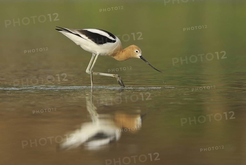 American Avocet (Recurvirostra americana), Alberta, Canada