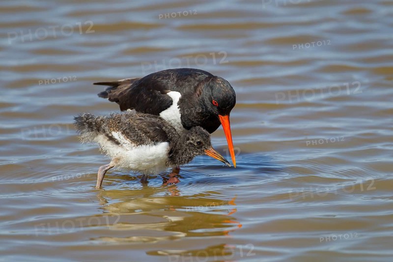 Eurasian oystercatcher (Haematopus ostralegus) adult parent wading bird feeding its juvenile baby chick in a shallow lagoon in summer, RSPB Minsmere nature reserve, Suffolk, England, United Kingdom