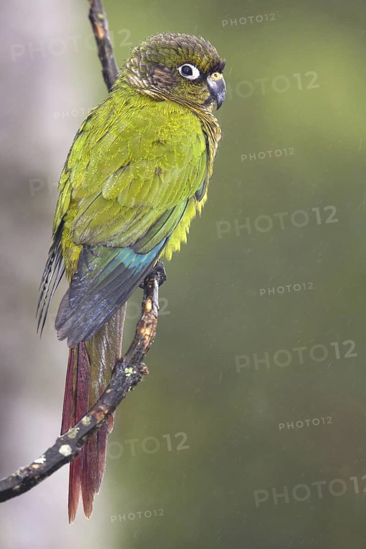 Maroon-bellied Parakeet (Pyrrhura frontalis), Bahia, Brazil
