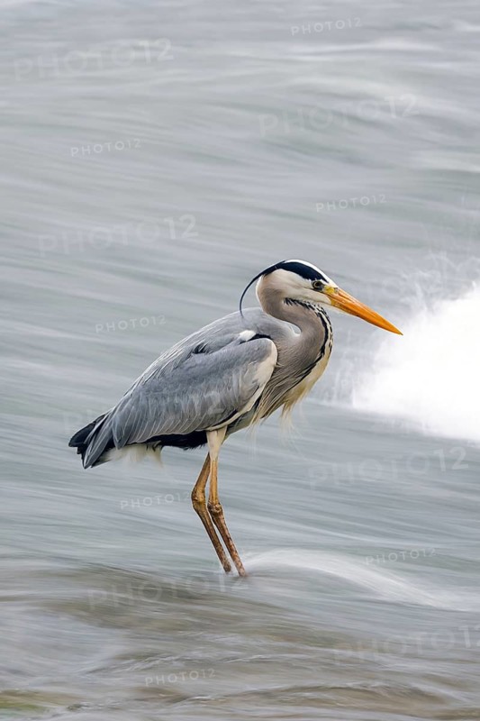 A majestic heron stands elegantly in flowing water, with ripples around. Its sharp beak and sleek feathers reflect its grace and poise, epitomizing aquatic beauty