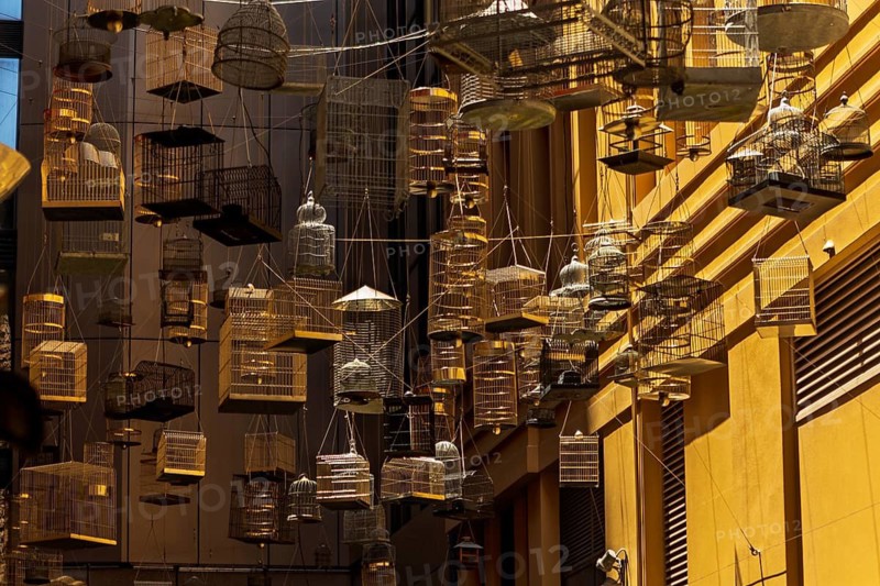 A captivating installation of floating birdcages fills an urban alley of Sidney. The diverse cages create a unique art piece, casting intricate shadows on the surrounding walls