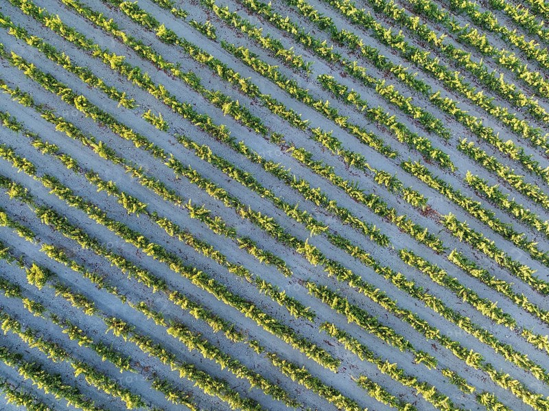 The vineyard of the Bodega González Byass near the town of Jerez de la Frontera. Aerial view. Drone shot. Cádiz province, Andalusia, Spain