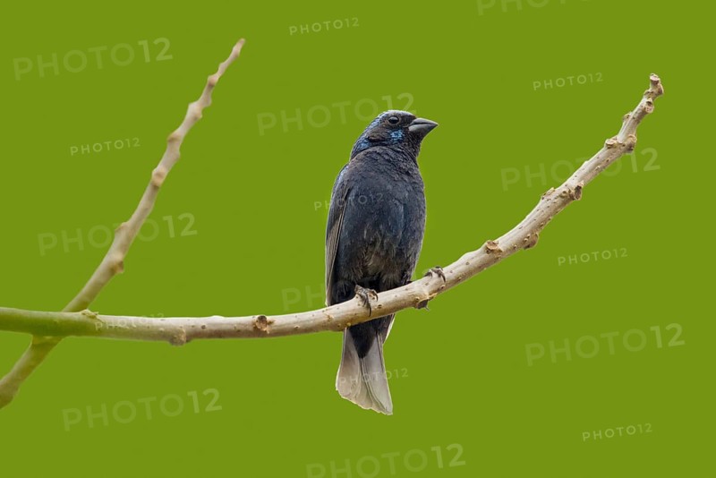 Blue Bunting Cyanocompsa parellina west of El Tuito, Jalisco, Mexico 13 June Adult Male Cardinalidae