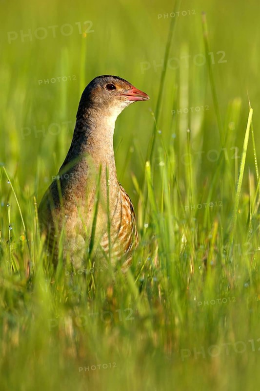 Corn Crake (Crex crex), Saxony-Anhalt, Germany
