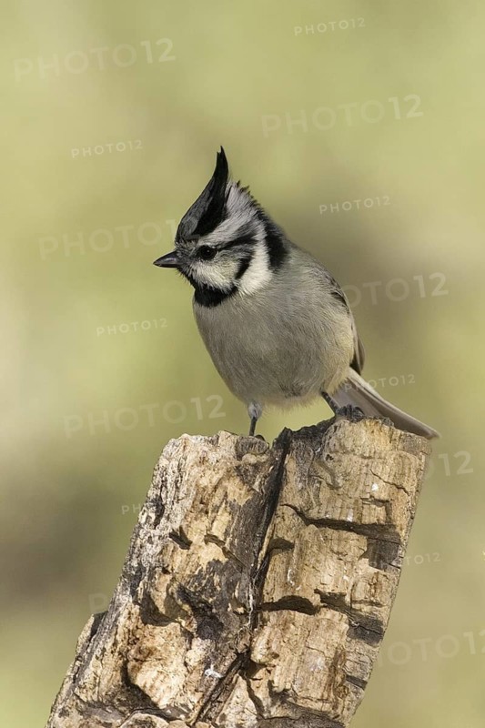 Bridled Titmouse (Baeolophus wollweberi), Arizona, USA