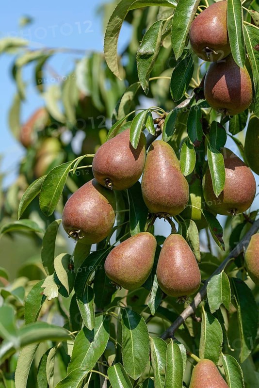 Pyrus communis GUTE LUISE VON AVRANCHES, Bundessortenamt Prüfstelle Wurzen, Federal Republic of Germany