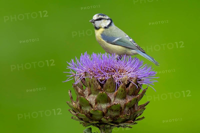 Blue tit (Cyanistes caeruleus) adult bird on a garden Artichoke thistle flower in summer, Norfolk, England, United Kingdom