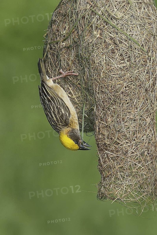 Baya Weaver (Ploceus philippinus) male, Singapore