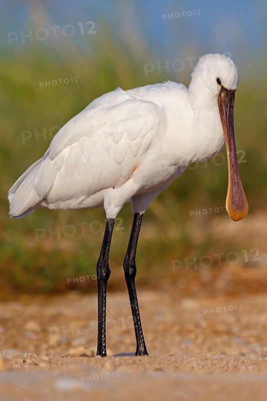 Spoonbill, (Platalea leucorodia), Floating Hide fixed, Tiszaalpár, Kiskunsági National Park, Bács-Kiskun, Hungary