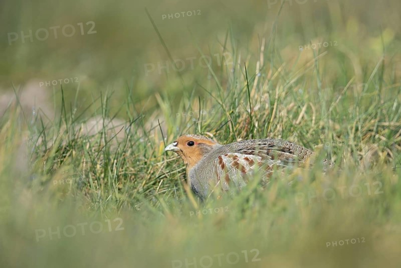 Grey Partridge (Perdix perdix) perched in grass field, North Rhine-Westphalia, Germany