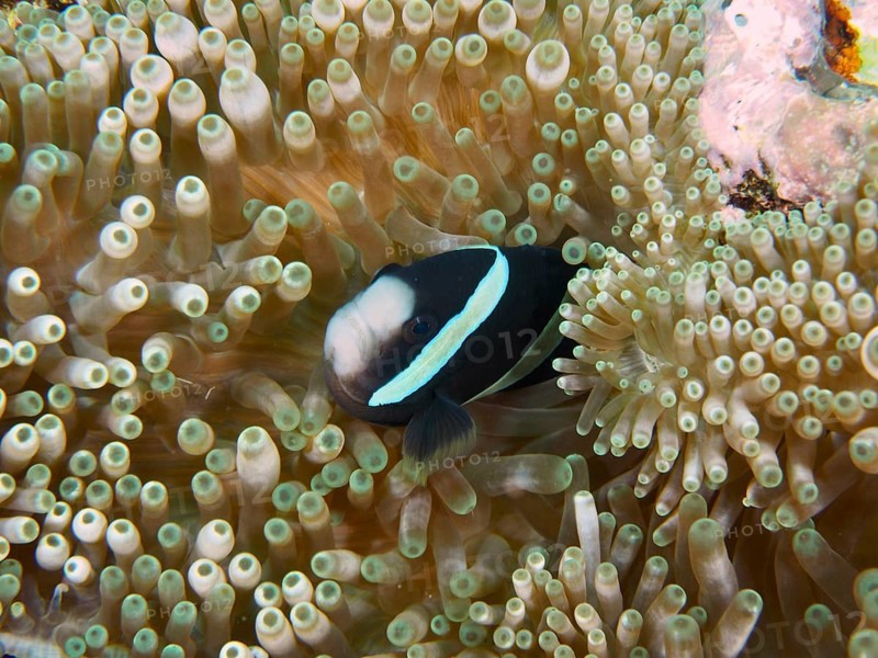 A Clark's anemonefish (Amphiprion clarkii), melanistic, lying protected inside an anemone, surrounded by tentacles, dive site Toyapakeh, Nusa Ceningan, Nusa Penida, Bali, Indonesia