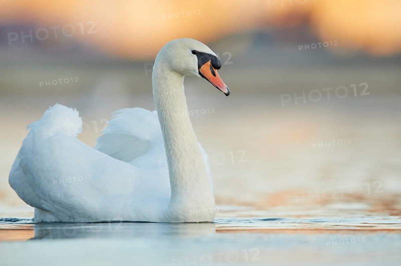 Mute Swan (Cygnus olor), Bavaria, Germany
