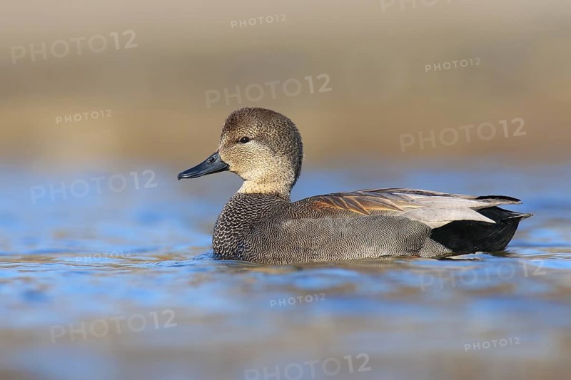 Gadwall (Mareca strepera) male, British Columbia, Canada