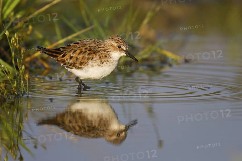 Little Stint (Calidris minuta), Cyprus
