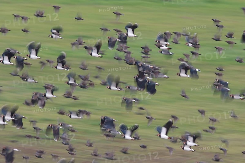 Northern Lapwing & Common Starling (Vanellus vanellus) group flying, North Rhine-Westphalia, Germany
