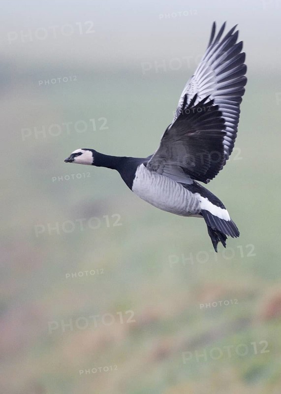Barnacle Goose (Branta leucopsis) flying, Friesland, Netherlands