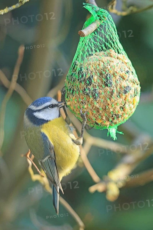 Blue tit (Cyanistes caeruleus) sitting on a tit dumpling, Arnsberg, North Rhine-Westphalia, Germany