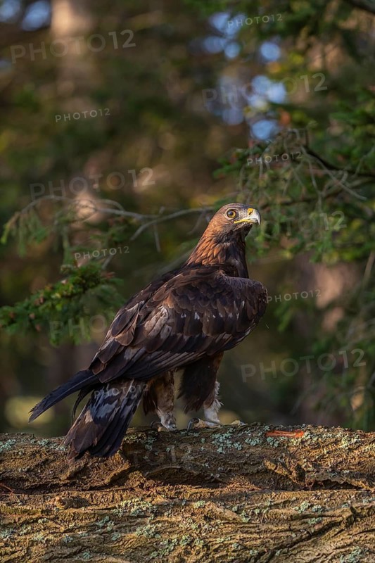 One golden eagle (Aquila chrysaetos) sitting on a rotting log. A green forest in the background
