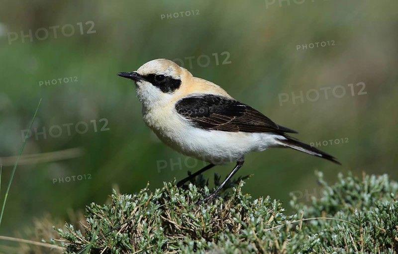 Black-eared Wheatear (Oenanthe hispanica) male perched on a branch, French Riviera, France