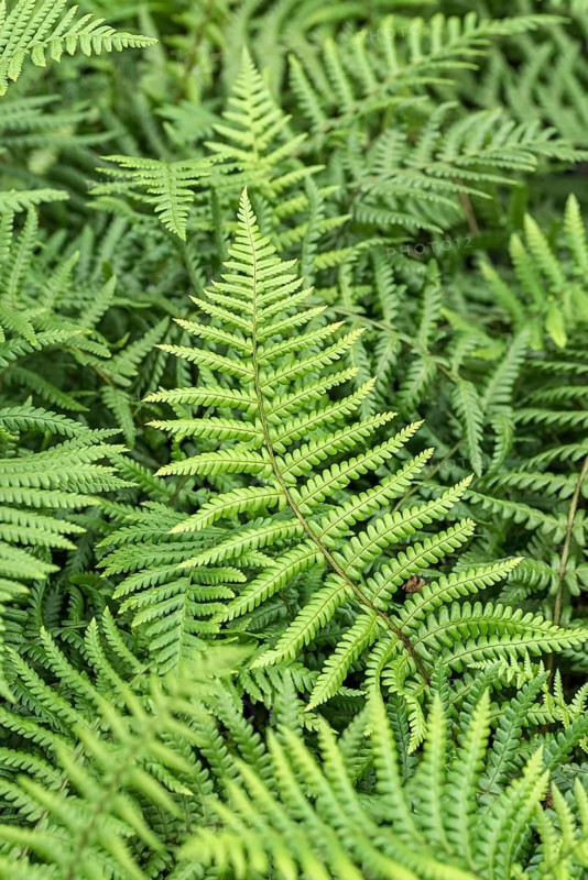 Golden scale fern (Dryopteris affinis),  Germany