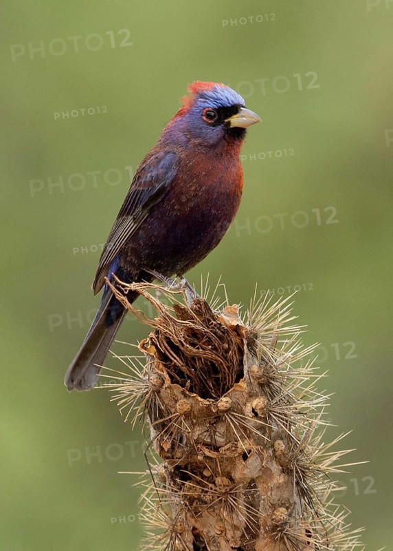 Varied Bunting (Passerina versicolor), Arizona, USA